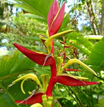 HELICONIA SCHIEDEANA