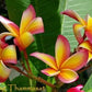 PLUMERIA RUBRA LUEANG THAMMASAT