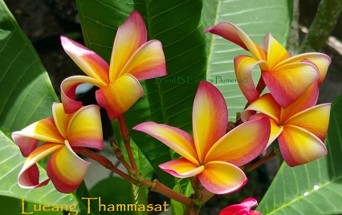 PLUMERIA RUBRA LUEANG THAMMASAT