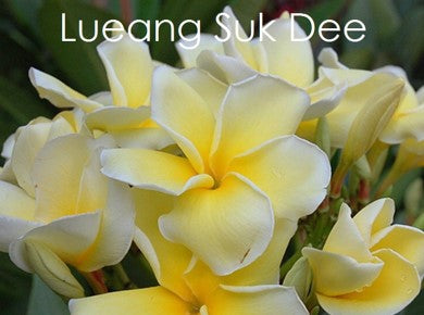 PLUMERIA RUBRA LUEANG SUK DEE