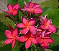 PLUMERIA RUBRA WILD PINK