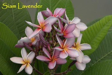 PLUMERIA RUBRA MUANG SENGYAM AKA SIAM LAVANDER