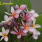 PLUMERIA RUBRA MUANG SENGYAM AKA SIAM LAVANDER