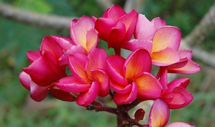 PLUMERIA RUBRA MONG KON YOK AKA VIOLET JADED DRAGON