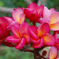 PLUMERIA RUBRA MONG KON YOK AKA VIOLET JADED DRAGON