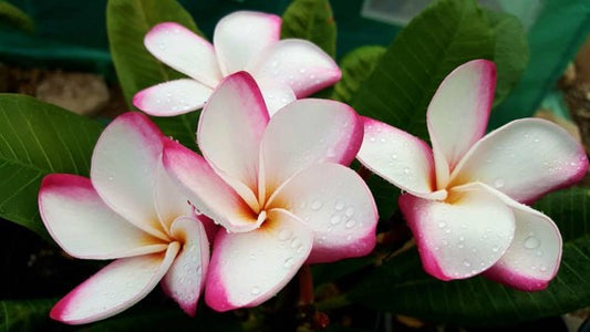 PLUMERIA RUBRA MY VALENTINE