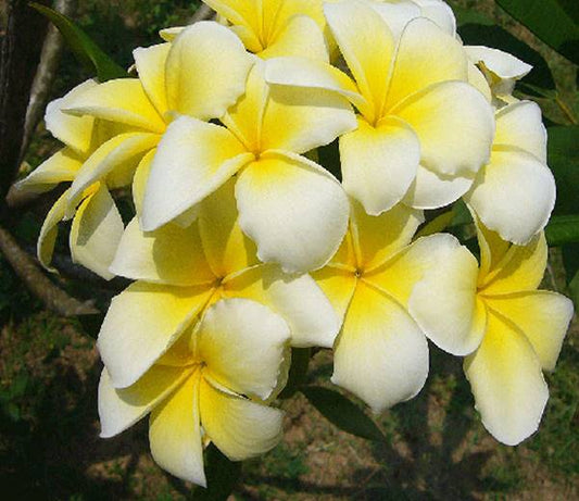 PLUMERIA RUBRA ANGEL'S TOUCH