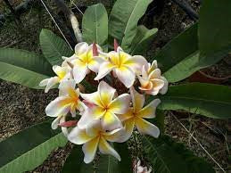 PLUMERIA RUBRA MASSIMO PEACH