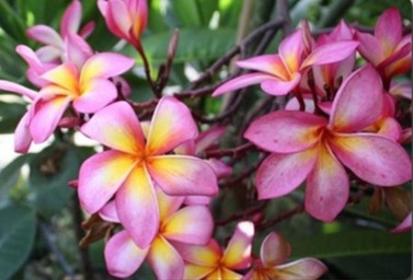 PLUMERIA RUBRA MASSIMO RAINBOW