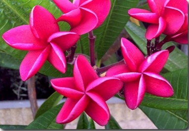 PLUMERIA RUBRA MILAZZO RED AKA DAENG VACCARELLA