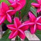 PLUMERIA RUBRA MILAZZO RED AKA DAENG VACCARELLA