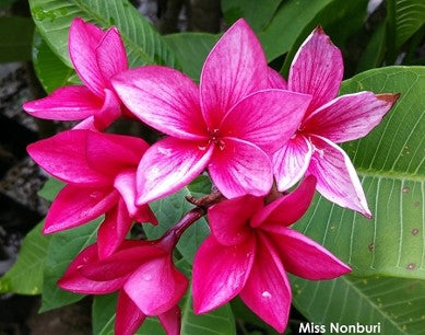 PLUMERIA RUBRA MISS NONBURI