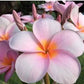 PLUMERIA RUBRA MAKE ME BLUSH