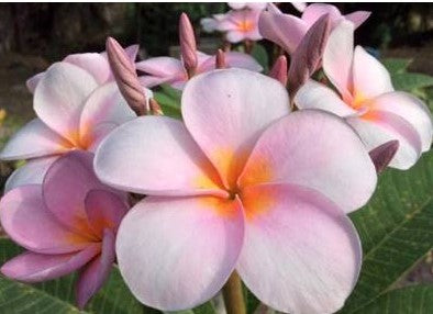 PLUMERIA RUBRA MAKE ME BLUSH