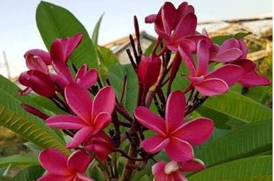 PLUMERIA RUBRA MILAZZO TABTIM