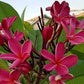 PLUMERIA RUBRA MILAZZO TABTIM