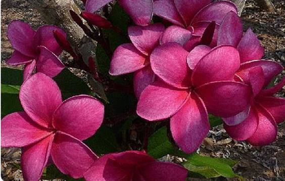 PLUMERIA RUBRA NEVITA