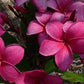 PLUMERIA RUBRA NEVITA