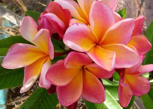 PLUMERIA RUBRA ORANGE 60 AKA DULCEMIA