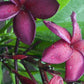 PLUMERIA RUBRA OPUS