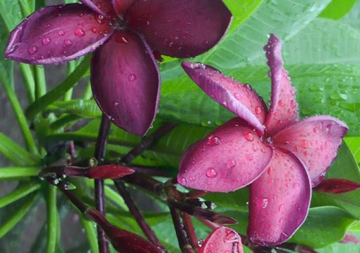 PLUMERIA RUBRA OPUS