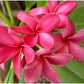 PLUMERIA RUBRA PALERMO FARENIGHT