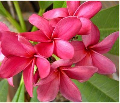 PLUMERIA RUBRA PALERMO FARENIGHT