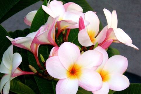 PLUMERIA RUBRA PALERMO PRINCESS