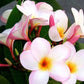 PLUMERIA RUBRA PALERMO PRINCESS