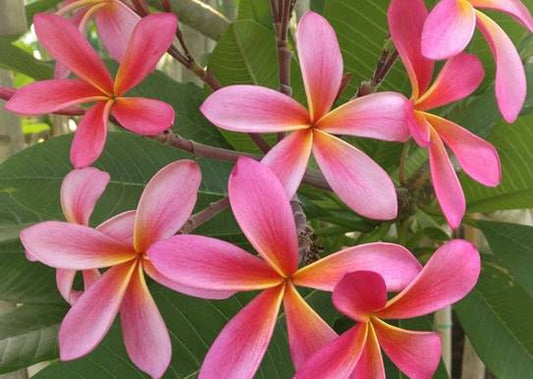 PLUMERIA RUBRA POZZALLO PINK