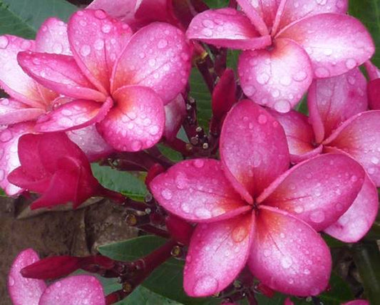 PLUMERIA RUBRA PICCADILLY