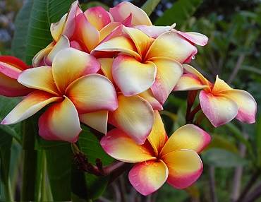 PLUMERIA RUBRA PHET PAYARAE