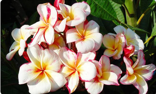 PLUMERIA RUBRA PHUTA RAKSA