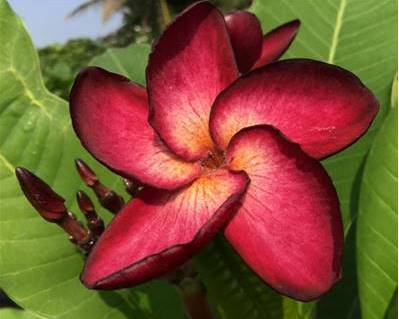 PLUMERIA RUBRA PHANTOM