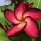 PLUMERIA RUBRA PHANTOM