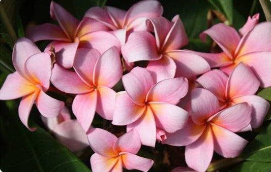 PLUMERIA RUBRA PEARL ANDAMAN SUNSET