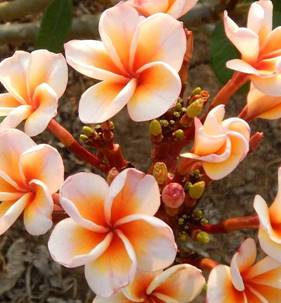 PLUMERIA RUBRA BOUTIQUE