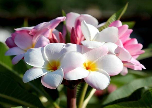 PLUMERIA RUBRA ABIGAL