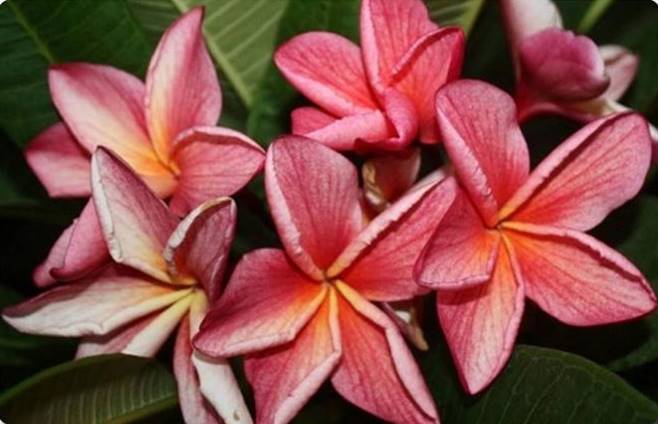 PLUMERIA RUBRA PK 122