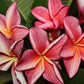 PLUMERIA RUBRA PK 122