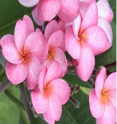 PLUMERIA RUBRA PIXIE DUST