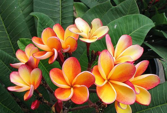 PLUMERIA RUBRA POY NANG NUEA