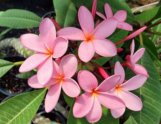 PLUMERIA RUBRA ROSA CONFETTO