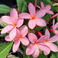 PLUMERIA RUBRA ROSA CONFETTO