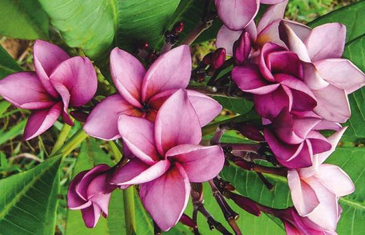 PLUMERIA RUBRA PURPLE JACK