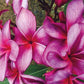 PLUMERIA RUBRA RAZZLE DAZZLE