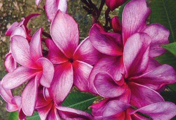 PLUMERIA RUBRA RAZZLE DAZZLE