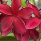 PLUMERIA RUBRA ROYAL VELVET