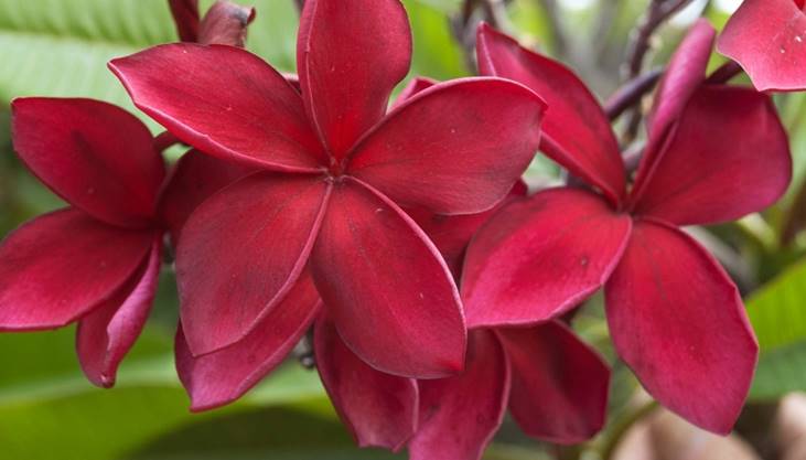 PLUMERIA RUBRA ROYAL VELVET