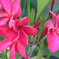 PLUMERIA RUBRA RED MONALISA